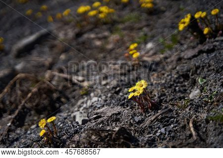 First Spring Yellow Dandelion Pop Up From The Ground.