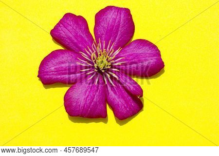 Flowering Pink Hybrid Clematis. Flowers On A Yellow Background. Beautiful Purple Bloom.clematis. Lar