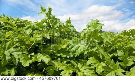Sosnowsky's Hogweed. Heracleum Sosnowskyi. Large Green Leaves Of Hogweed On A Sunny Day. Hogweed Bus