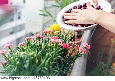 Close-up Woman Hand Watering Blooming Pink Carnation Flower Pots With Water After Washing Cherry Fru