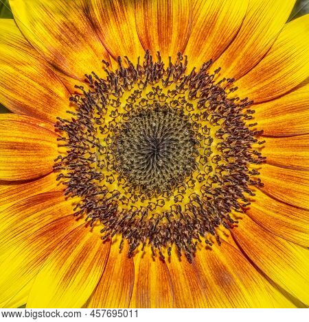Close Up View Of The Center Of A Sunflower Showing The Florets And Details Of The Colorful Concentri