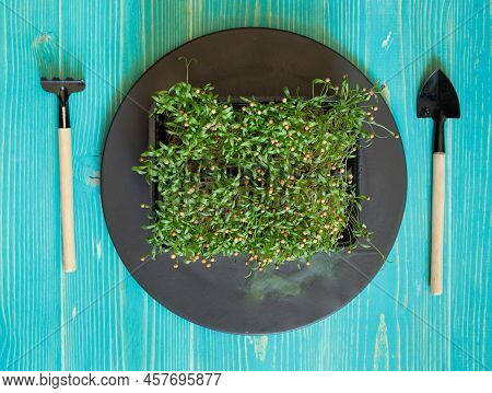 Micro-green Coriander On A Black Plate With Miniature Gardening Tools. Top View On A Blue Wooden Bac