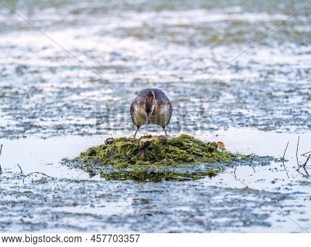 Great Crested Grebe, Podiceps Cristatus, Water Bird Sitting On The Nest, Nesting Time On The Green L