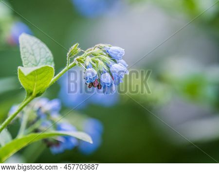 Beautiful Blue Flowers Of Symphytum Caucasicum, Also Known As The Beinwell, Blue Comfrey, Or Caucasi