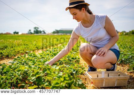 Young Woman Picking Strawberries In Self-picking Plantation In Czech Republic