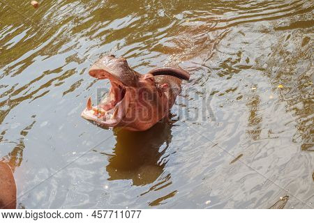 Common Hippopotamus (hippopotamus Amphibius) In The Water