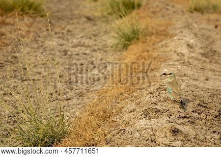 Multi Color Bird Eurasian Or European Roller Or Coracias Garrulus On Ground In Search Of A Insect Ki