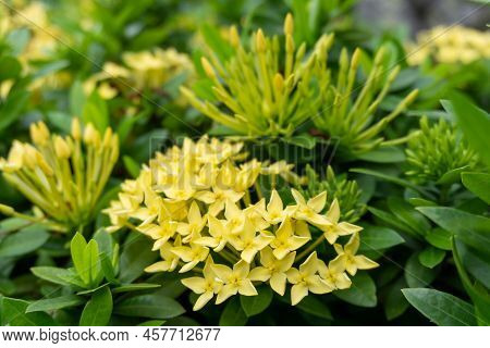 Bunches Beautiful Yellow Petite Petals Ixora Hybrid Know As West Indian Jasmine Or Jungle Flame, Blo