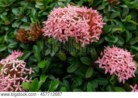 Bunches Beautiful Pink Petite Petals Ixora Hybrid Know As West Indian Jasmine Or Jungle Flame, Bloom