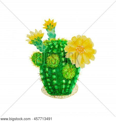 Cactus Succulent Plant Water Color Hand Sketch Painting Isolated On White, Illustration Objects With