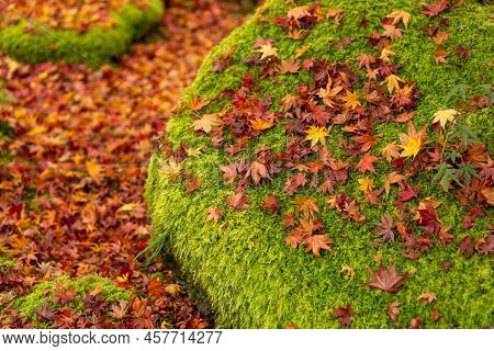 Red Leaves Of Maple Tree Fallen Above Fresh Little Green Leaves Of Moss On The Stone, Closeup And Se