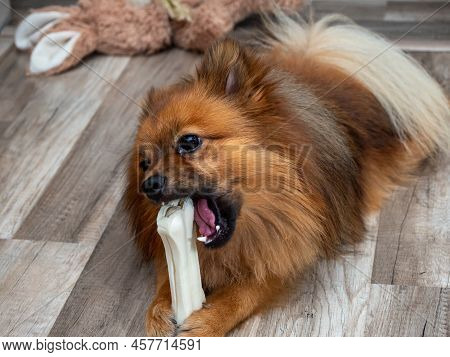 Spitz Dog Chews On A Dog Bone.