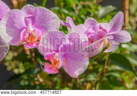 A Beautiful Tropical Pink Phalaenopsis Orchid