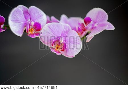 A Beautiful Tropical Pink Phalaenopsis Orchid