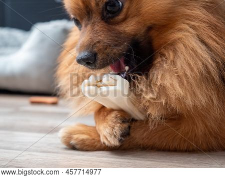Spitz Dog Chews On A Dog Bone.