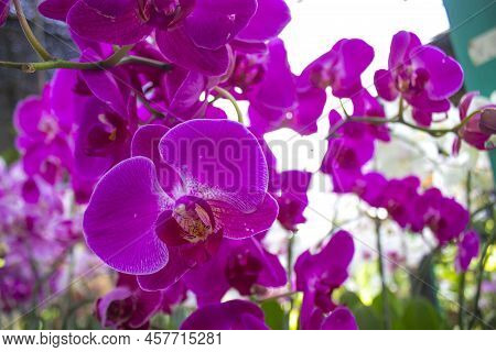 Exotic Flowers Of The Orchid Moon (phalaenopsis Amabilis) Bloom. Also Called Puspa Pesona, Anggrek B
