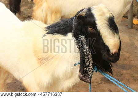Close Up Etawa Goat (kambing Etawa) Javanese Goat On Traditional Animal Market, Java Indonesia