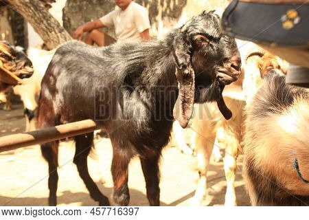 Close Up Etawa Goat (kambing Etawa) Javanese Goat On Traditional Animal Market, Java Indonesia