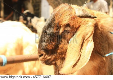 Close Up Etawa Goat (kambing Etawa) Javanese Goat On Traditional Animal Market, Java Indonesia