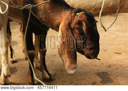 Close Up Etawa Goat (kambing Etawa) Javanese Goat On Traditional Animal Market, Java Indonesia