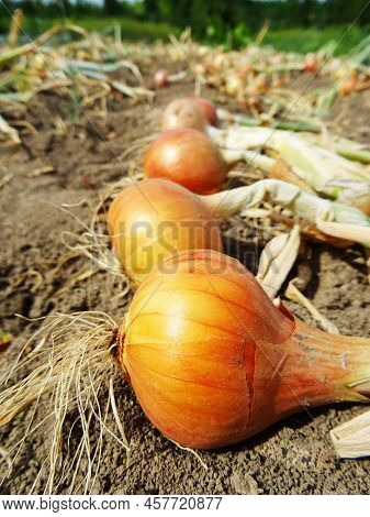 Crop Of Spring Onions In The Field Close-up