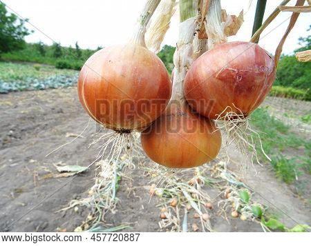 Crop Of Spring Onions In The Field Close-up