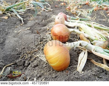 Crop Of Spring Onions In The Field Close-up