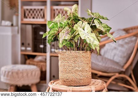 Exotic Houseplant With Botanic Name 'caladium Miss Muffet' With Pink And Green Leaves With Red Dots 