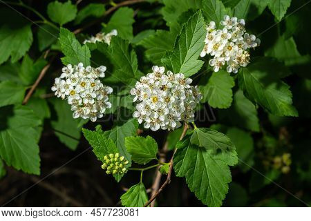 Flowering Ninebark Shrub Close Up. Physokarpus Capitatus, Commonly Called Pacific Ninebark Or Tall N