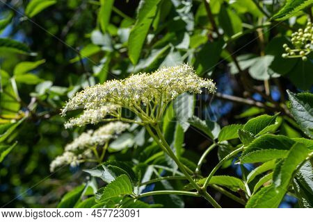 Black Sambucus, Sambucus Nigra, White Flowers Blossom. Macro Of Delicate Flowers Cluster On Dark Gre