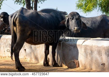 Domestic Water Buffalo In Rural Village. Asian Water Buffalo.