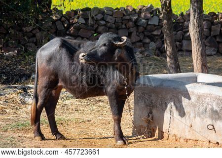 Domestic Water Buffalo In Rural Village. Asian Water Buffalo.