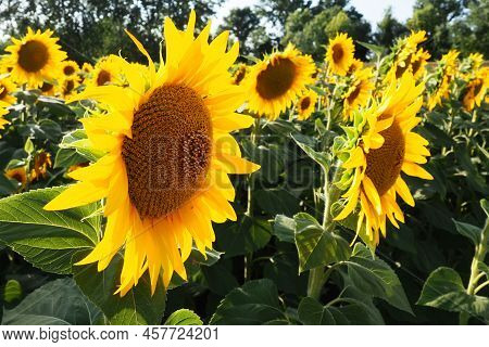 Agricultural Sunflowers Field. The Helianthus Sunflower Is A Genus Of Plants In The Asteraceae Famil