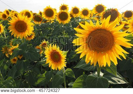 Agricultural Sunflowers Field. The Helianthus Sunflower Is A Genus Of Plants In The Asteraceae Famil