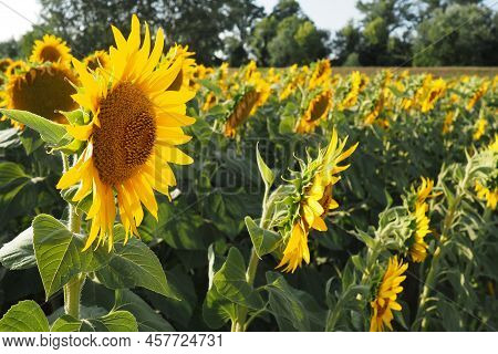 Agricultural Sunflowers Field. The Helianthus Sunflower Is A Genus Of Plants In The Asteraceae Famil