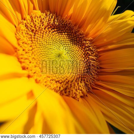 The Helianthus Sunflower Is A Genus Of Plants In The Asteraceae Family. Annual Sunflower And Tuberou