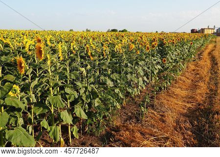 Agricultural Sunflowers Field. The Helianthus Sunflower Is A Genus Of Plants In The Asteraceae Famil