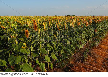 Agricultural Sunflowers Field. The Helianthus Sunflower Is A Genus Of Plants In The Asteraceae Famil