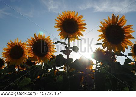 The Helianthus Sunflower, Asteraceae Family. Annual Sunflower And Tuberous Sunflower. Agricultural F
