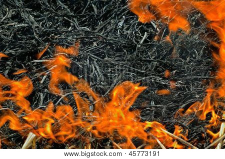 Plamen Brushfire