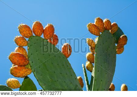 Opuntia Ficus Indica, The Prickly Pear. Ripe Orange And Yellow Fruits Of Cactus And Green Thick Leav