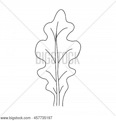 Oak Leaf Linear Icon. Thin Line Illustration. Contour Vector Outline Drawing.