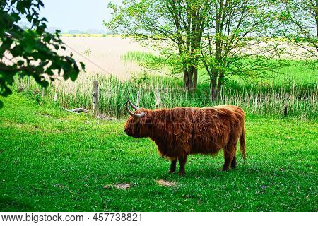 A Long-haired Cow On The Island Of Fehmarn Is Standing On A Green Pasture