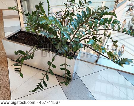 Decorative Zamioculcas Plant In A Floor Plan Close Up