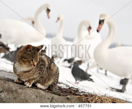 Nicht freundlich Vögel