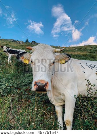 Cows Pasture In Mountainous Area In The Italian Alps. Livestock And Domestic Animals. The Pustertale
