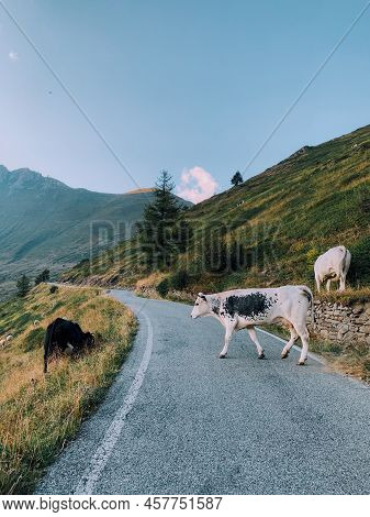 Cows Pasture In Mountainous Area In The Italian Alps. Livestock And Domestic Animals. The Pustertale