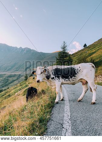 Cows Pasture In Mountainous Area In The Italian Alps. Livestock And Domestic Animals. The Pustertale
