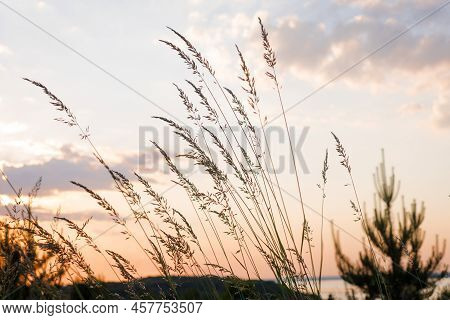 Agrostis Gigantea In Sunset Light In Summer Meadow, Selective Focus. Sunset Sky With Multicolor Clou