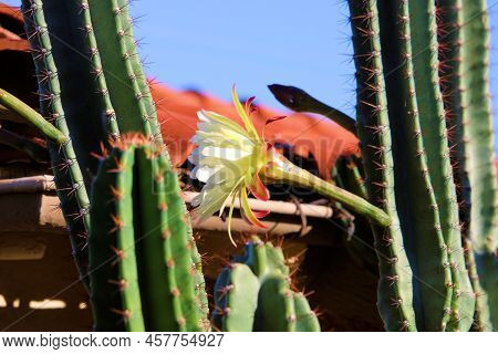 Organ Pipe Cactus Plant With Flower Blossoms Besides Spanish Style Tiles On A Residential Rooftop Ta